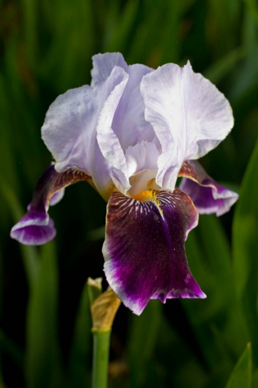 Morning light in Iris